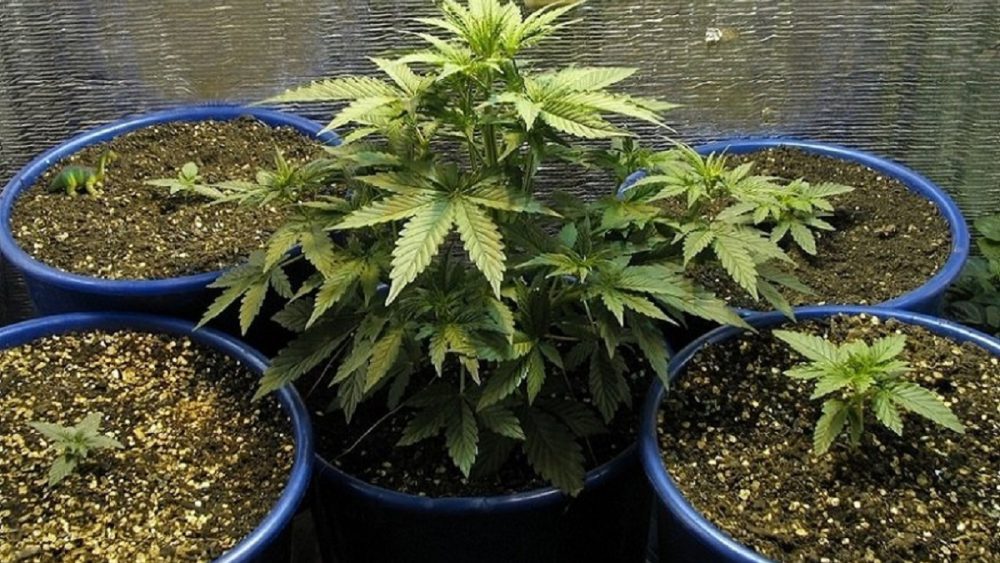 Выращивание конопли для промышленности амстердам легализована марихуана